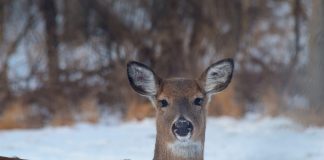 Deer were rare in Ohio not so long ago deer during winter