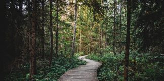 Enjoy naturalist programs, winter hikes in February forest