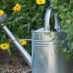 Home and garden changes that benefit local wildlife watering can