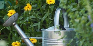 Home and garden changes that benefit local wildlife watering can