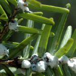 Hemlock pest found in Ohio counties