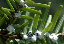 Hemlock pest found in Ohio counties