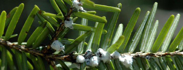 hemlock-woolly-adelgid