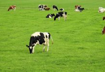 Planning spring grazing improvements grazing cattle