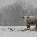 snowy pasture