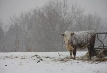 Weather dominates news outlets snowy pasture