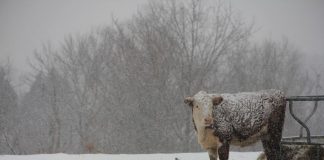 snowy pasture