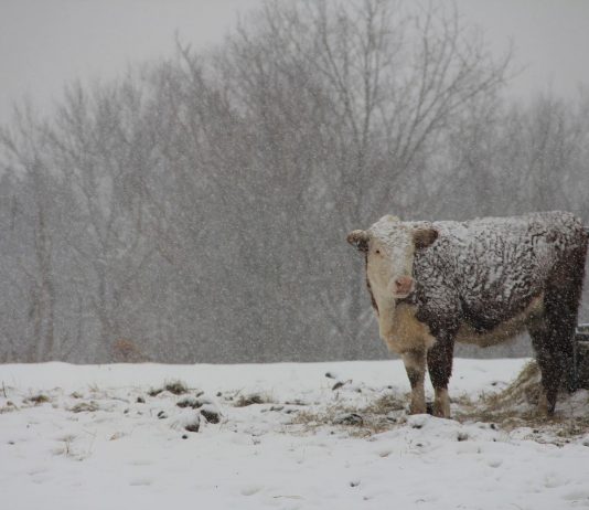 Winter readiness: A guide to protecting your farm, workers and livestock snowy pasture