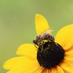 bee on a black-eyed Susan