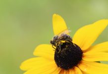 How to garden for pollinators bee on a black-eyed Susan