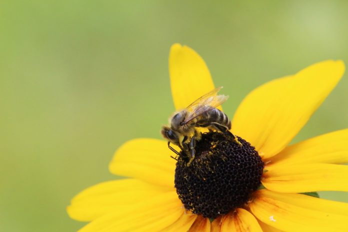 bee on a black-eyed Susan