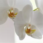 How to repot moth orchids orchid