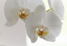 How to repot moth orchids orchid