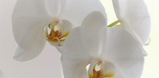 orchid