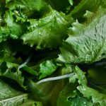Leafy Greens Suspected in Latest E. coli Food Poisoning Cases Green Leafy Romaine Lettuce