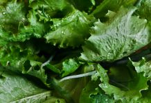 Leafy Greens Suspected in Latest E. coli Food Poisoning Cases Green Leafy Romaine Lettuce