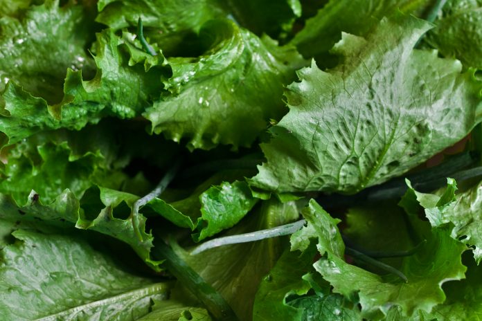 Green Leafy Romaine Lettuce