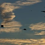 It’s not easy to say goodbye to BT3 sunset with ducks