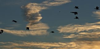 It’s not easy to say goodbye to BT3 sunset with ducks