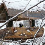 A birder’s poem for Christmas winter bird