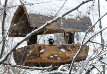 How to attract winter birds to your feeder winter bird