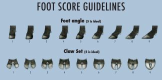 Angus foot score EPDs launched foot score EPDs