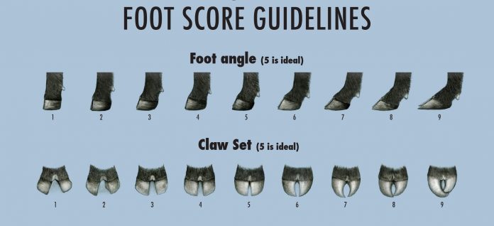foot score EPDs
