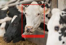 Facial recognition can track cows’ feed intake facial recognition