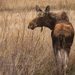 Rita Poe: One woman leaves legacy for all moose