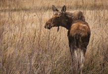 Rita Poe: One woman leaves legacy for all moose