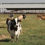 California dairy cows
