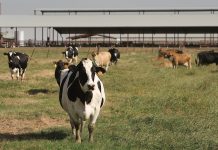 California to consider joining the Federal Milk Marketing Order California dairy cows