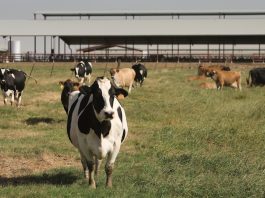 California dairy cows