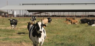 California dairy cows