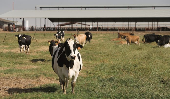 California dairy cows