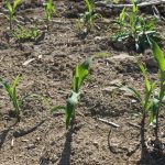 Corn emerging