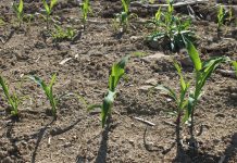 Crop adviser tips on being profitable Corn emerging
