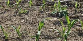 Corn emerging