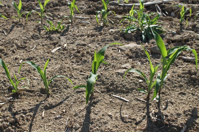 Corn emerging