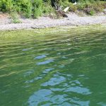 Harmful Algal Bloom Research Initiative receives $3.5 million Lake Erie algal bloom