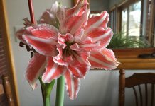 How to get your bulb amaryllis to rebloom Amaryllis