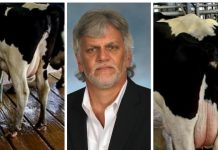 Ohio State dairy scientist honored by National Mastitis Council Joe Hogan