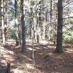 Online oil, gas lease sale for Wayne National Forest Wayne National Forest