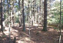 Public input sought on new scenic river in Ohio Wayne National Forest