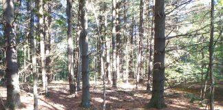 BLM extends comment period on oil and gas leasing on public lands in Ohio Wayne National Forest