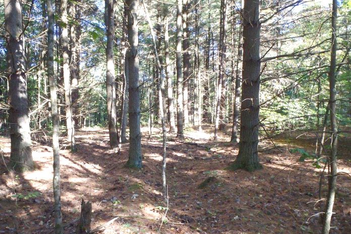 Wayne National Forest Wayne National Forest