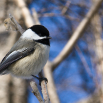 Why should you feed the birds? For the joy chickadee