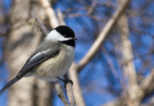 Why should you feed the birds? For the joy chickadee