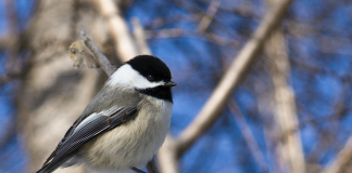 Why should you feed the birds? For the joy chickadee