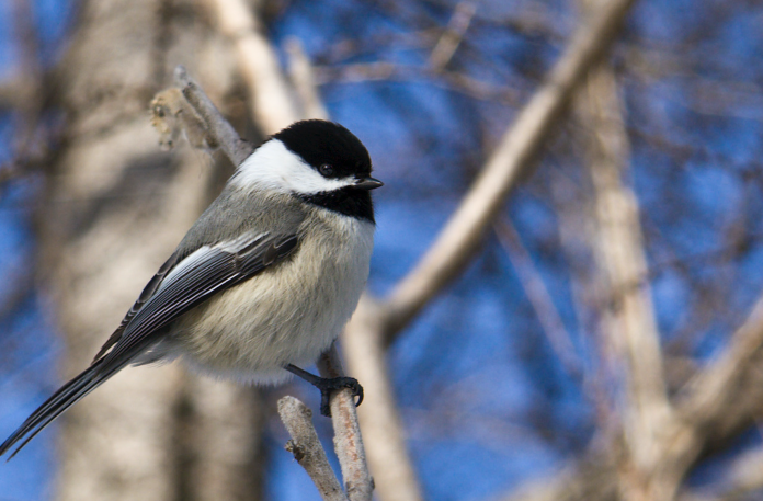 chickadee chickadee